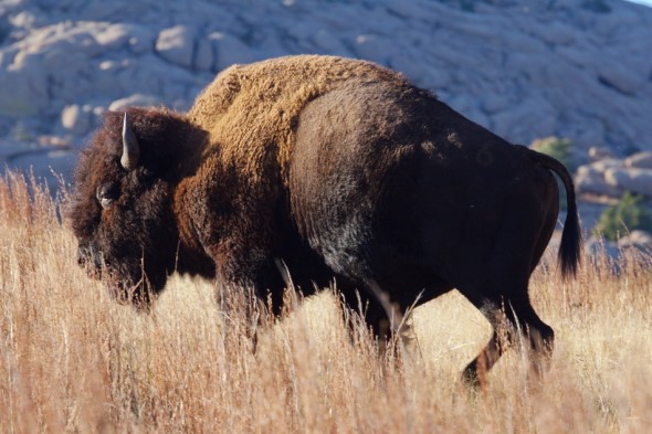 Bison from the Wichita Mountains in Oklahoma