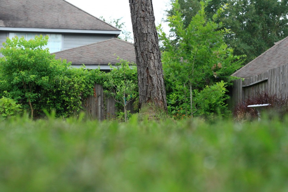 Ant-Eye View of My Back Yard